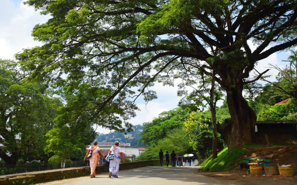 A quiet road in Kandy shaded by a tree