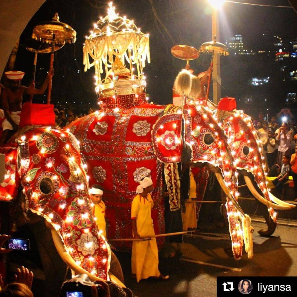 Decorated elephants in procession