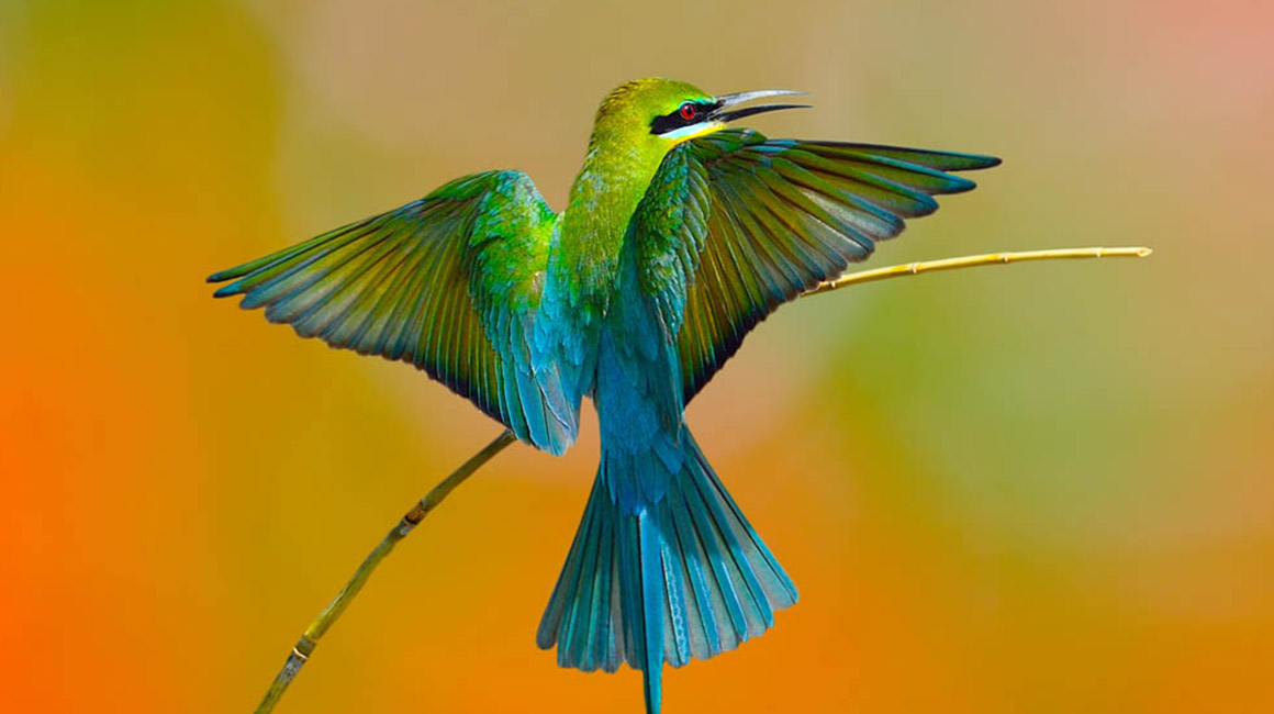 Steuart Holidays Blog | Migratory Birds of Sri Lanka - The Ultimate Home of  Aviators