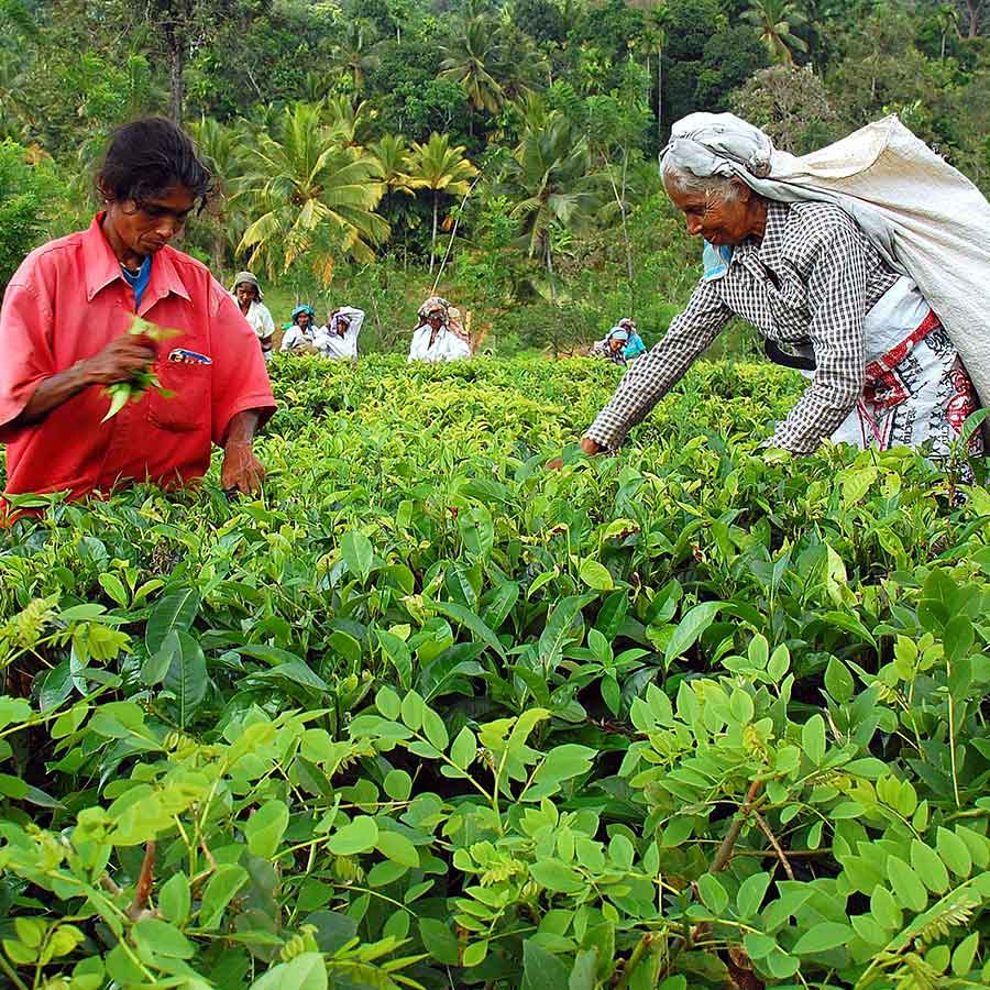 Tree Fields in Nuwara Eliya