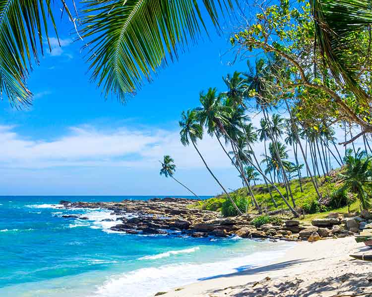 Matara Beach View with Coconut Trees