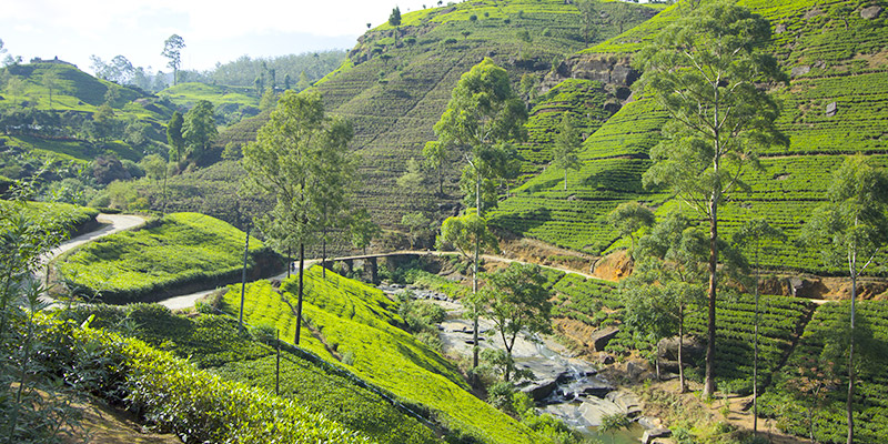 Landscape View in Nuwara Eliya