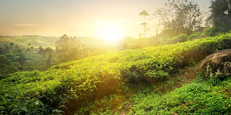 Landscape View in Nuwara Eliya