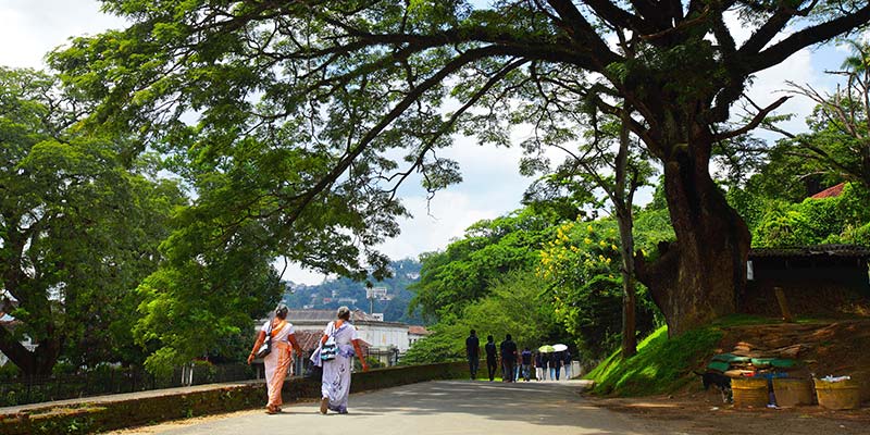 Women Dressed in Traditional Kandyan Saree