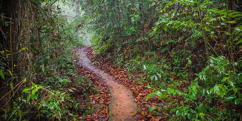 Sinharaja Rain Forest Trails