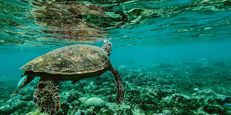 Diving Sea Turtles in Sri Lanka