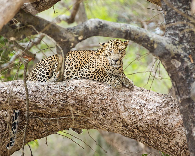 Leopard in Yala National Park