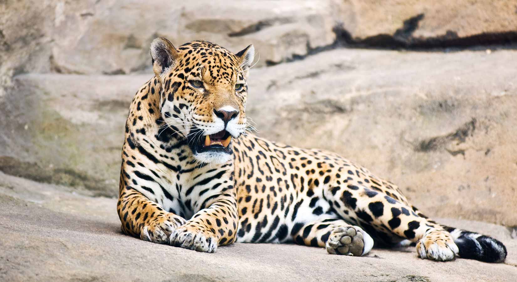 https://www.steuartholidays.com/wp-content/uploads/2019/03/A-leopard-4.jpg