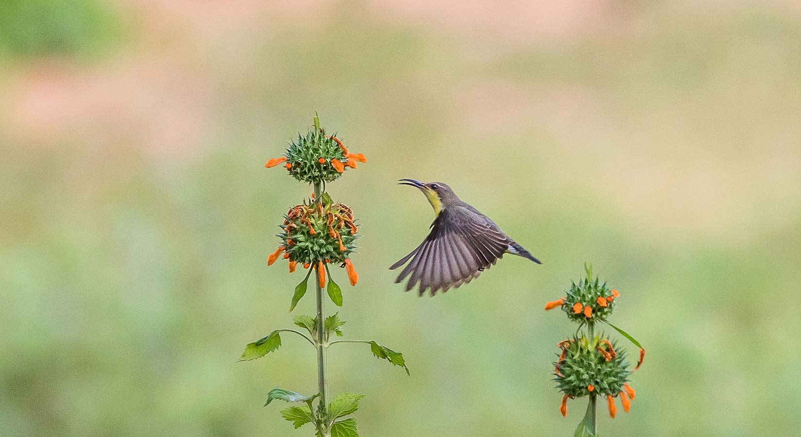 https://www.steuartholidays.com/wp-content/uploads/2019/03/Birds-in-Sri-Lanka-1.jpg