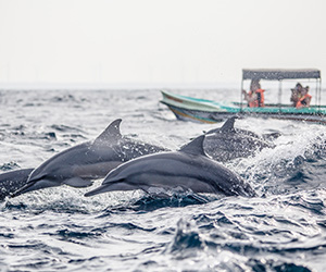 Dolphin Watching in Sri Lanka