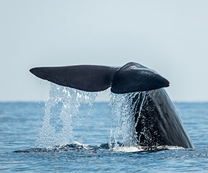 Whale Watching in Mirissa