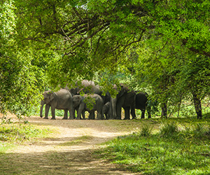 Elephant Gathering in Minneriya