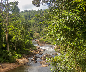 Sinharaja Rain Forest Trails