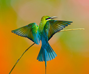 Blue Tailed Bee Eater