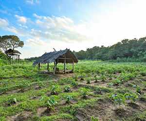 Nature in Hiriwaduna Village