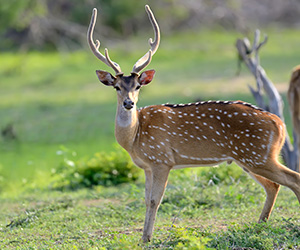Deer in Yala National Park
