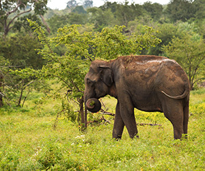 Elephant Gathering in Udawalawa