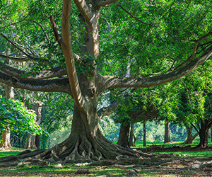 Royal Botanical Garden in Kandy