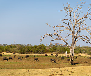 Elephant Gathering in Udawalawe