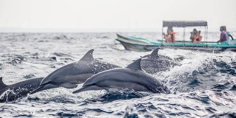 Dolphin Watching in Sri Lanka