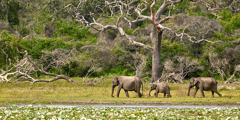 Elephant Gathering in Yala