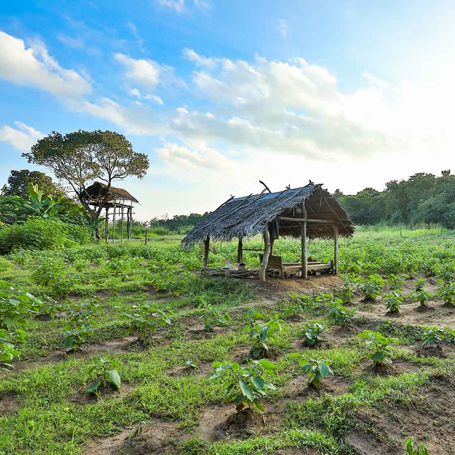 Nature in Hiriwaduna Village