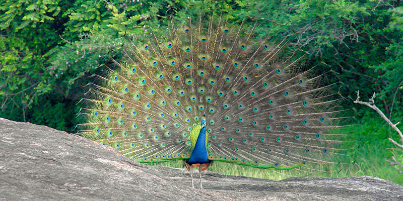 A Peacock in the Jungle