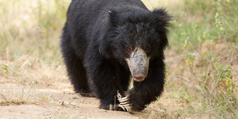 Sloth Bear Walking in the Jungle