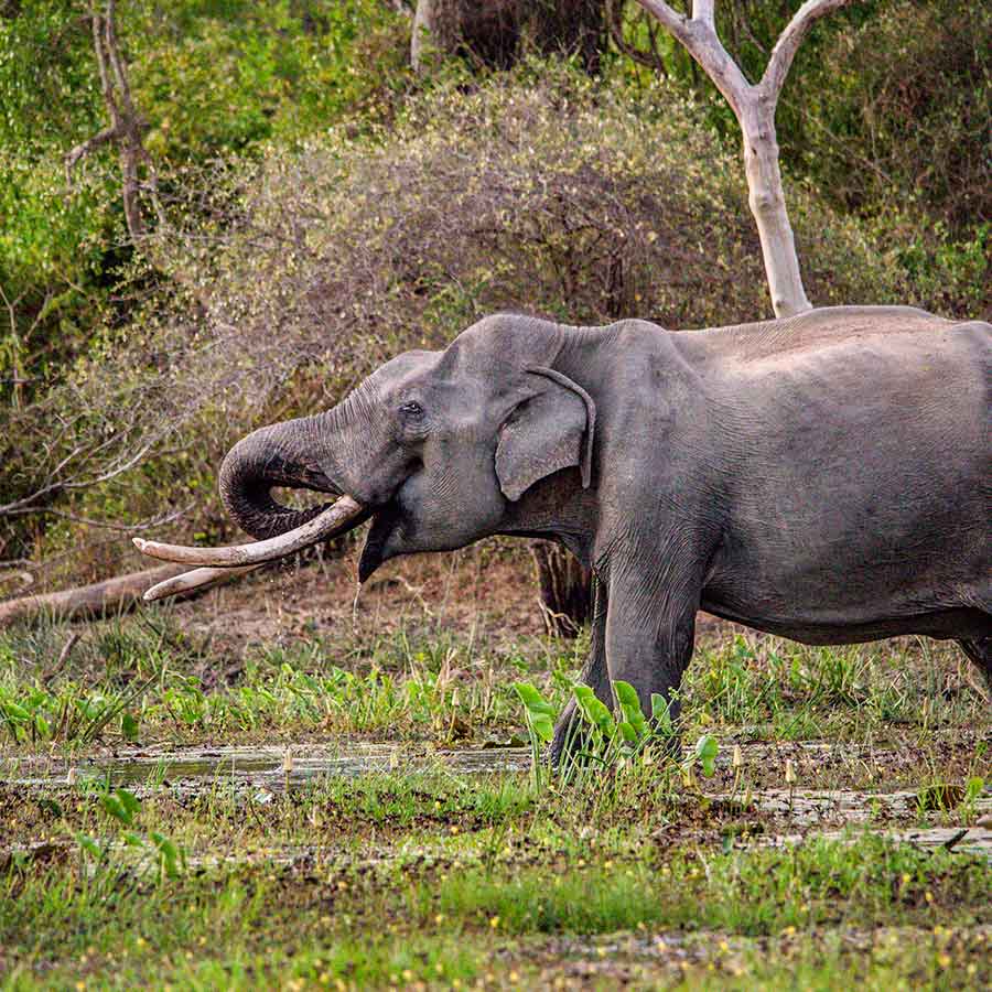 Tusker Elephant in the Jungle