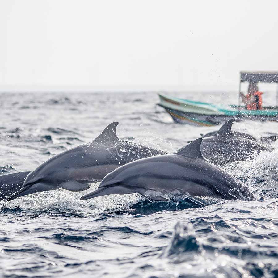Dolphin Watching in Sri Lanka