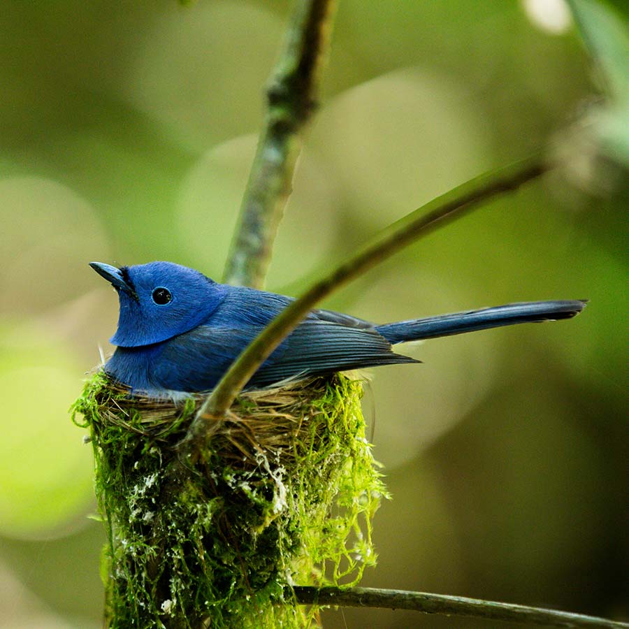 A Blue Bird In the Nest
