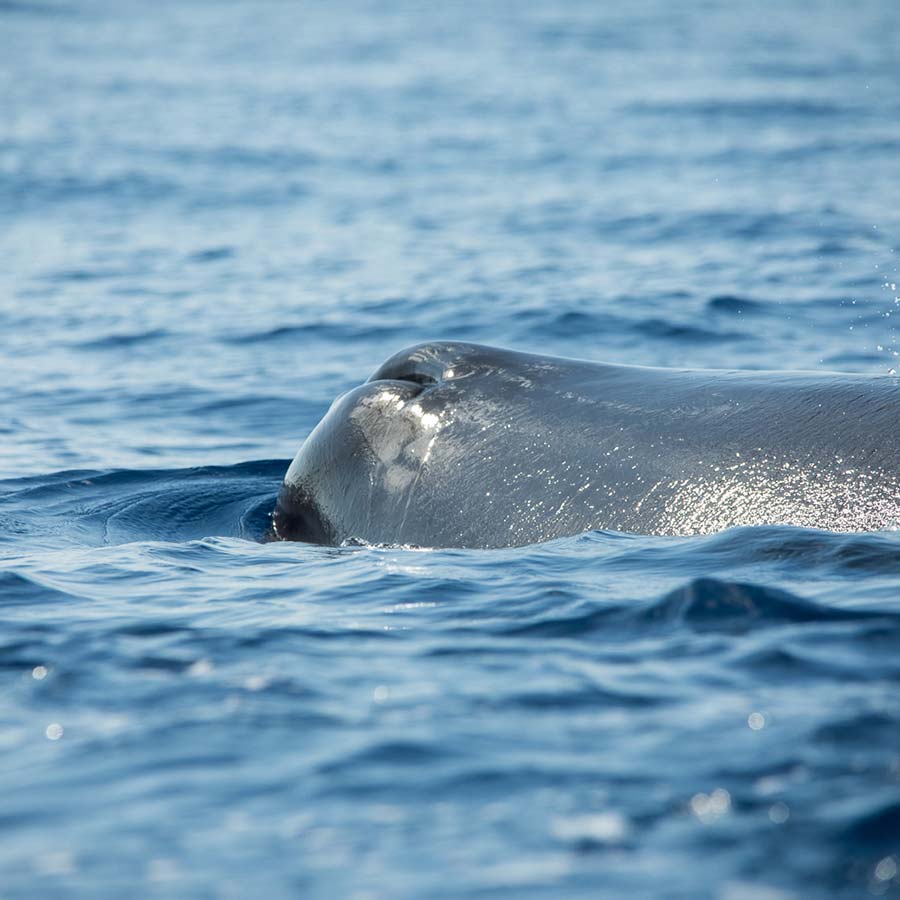 Whale Watching in Mirissa