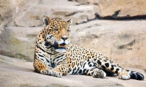 Leopard Walking in Yala National Park