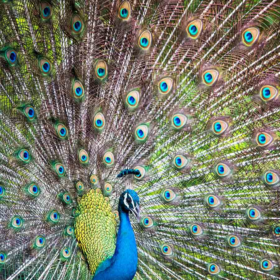 A Peacock in the Jungle