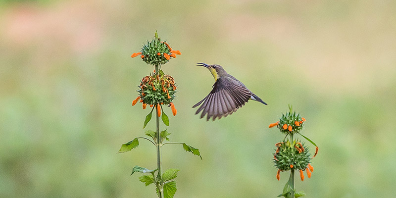 Birds in Sri Lanka