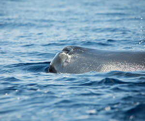 Whale Watching in Mirissa