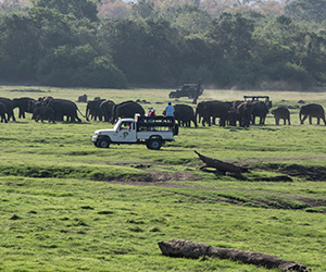 Elephant Gathering in Minneriya