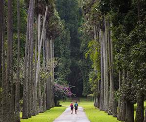 Royal Botanical Garden in Kandy
