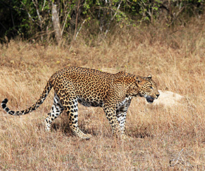 Leopard Walking in Yala National Park