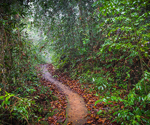 Sinharaja Rain Forest Trails