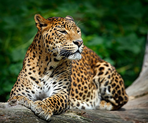 Leopard Walking in Yala National Park