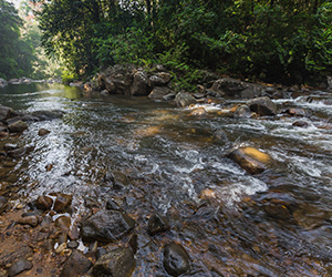 Sinharaja Rain Forest Trails