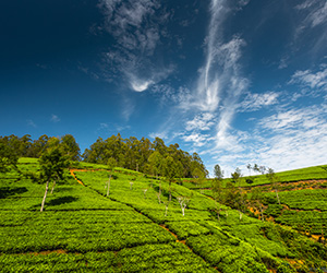 Landscape View in Nuwara Eliya